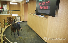 제주 경주마 경매 열기 뜨거워…외국인도 처음 참여