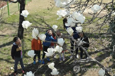 광양제철소 어린이집에 활짝 핀 백목련