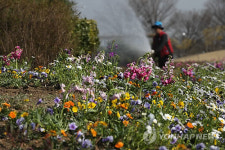 한강공원에 꽃향기 솔솔