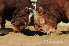 청도소싸움경기장 오는 28일 개장