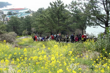 유채꽃 흐드러진 언덕길 걸어요