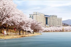 대명리조트 경주 흐드러진 벚꽃을 만끽하세요