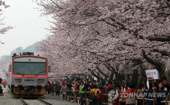벚꽃 동산 들어서는 무궁화호 열차