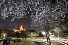 계명대 행소박물관 벚꽃철 야간 특별 개관