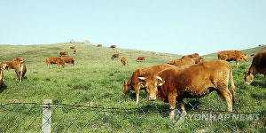 서산 한우개량사업소 한우 송아지 100마리 분양