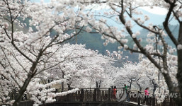 주말에 가볼 만한 곳: 꽃비(花雨) 비장한 아름다움을…