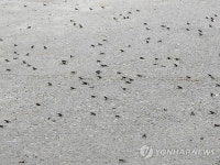 오송 폐기물매립장 터 방치했더니 천혜의 습지 변신