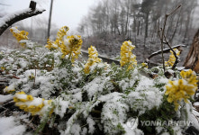 봄꽃 위의 눈꽃