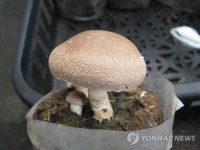 여름 재배 가능한 신품종 표고 산마루 2호 개발