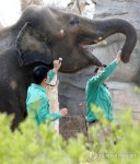 건강검진 받는 코끼리