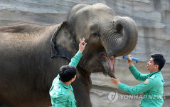 코끼리 건강검진 아, 해 봐