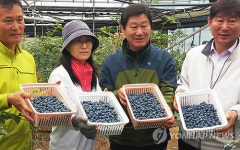 <카메라뉴스> 슈퍼푸드 블루베리 수확 시작