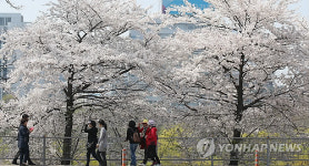 벚꽃길 따라서