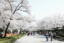 익산은 벚꽃 풍년…익산시 추천 명소