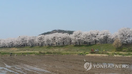벚꽃으로 수놓은 안동 하회마을