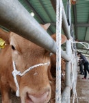 경기도 안성 송아지경매시장 정식 개장