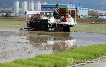 부산지역 첫 모내기