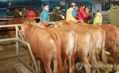 활기 되찾은 옥천가축시장