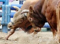 2015 청도소싸움축제 개막