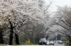 도로변에 만개한 벚꽃