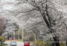 도로변에 만개한 벚꽃
