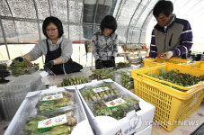 <카메라뉴스> 봄 향기 가득 강진 참두릅 수확