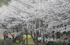 주말에 가볼 만한 곳: 막바지 벚꽃 아래 텐트 힐링캠프