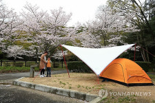 주말에 가볼 만한 곳: 막바지 벚꽃 아래 텐트 힐링캠프