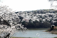 꽃대궐 이룬 용인 에버랜드 호암호수 주변