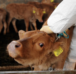전북, 소 29만마리 구제역 백신접종