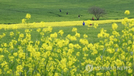 청보리가 부르는 봄의 노래