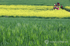청보리가 부르는 봄의 노래