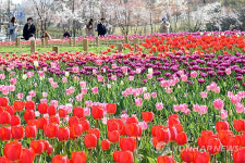 <카메라뉴스> 수원 광교호수공원에 꽃빛단지
