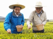 녹차잎 따는 최경환-원희룡