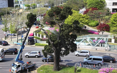 새봄맞이 목욕하는 천년향