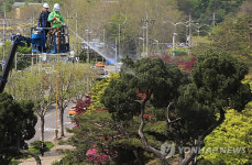 새봄맞이 목욕하는 천년향