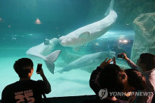재개장 기다리는 롯데월드몰 수족관 마스코트 벨루가