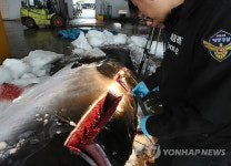 작살 맞은 밍크고래 4천300만원에 팔려…국고 귀속