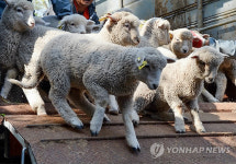 정선 아라리 양떼목장