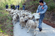 정선 아라리 양떼목장