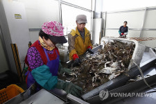 진도 봄 꽃게 풍어