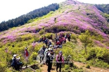 남원 봉화산 철쭉제 7일 개막