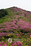 남원 봉화산 철쭉제 7일 개막