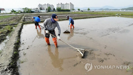 춘천 농촌들녘 농사준비 분주