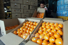 제주한라봉 지리적 표시 품목 된다…특산품 육성