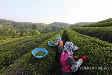보성 녹차밭 찻잎 수확