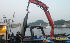 삼척서 돌고래 혼획 잇따라