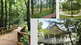 <카메라뉴스> 토함산 자연휴양림서 힐링하세요