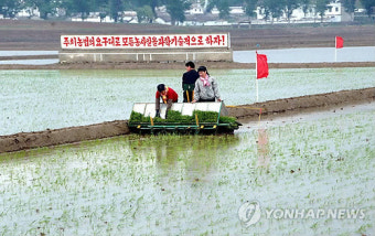 북한의 모내기