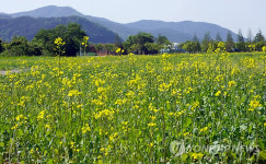 내장산국립공원 주차장에 유채꽃 활짝